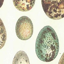 Speckled Eggs Italian Print Paper ~ Rossi Italy